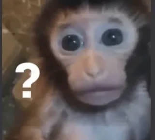 🤨 df3b5e09 ? 猿, はてなマーク, 混乱, 動物, かわいい, ミーム telegram sticker