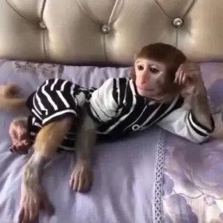 😏 ebf60719 猿, 動物, 霊長類, 哺乳類, 可愛い, 面白い telegram sticker