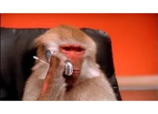 📞 f4efaaf1 猿, 電話, 動物, オフィス, ビジネス, 面白い telegram sticker