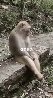 🌟 09f8d5ec ЯСНА scimmia, animale, natura, primate telegram sticker