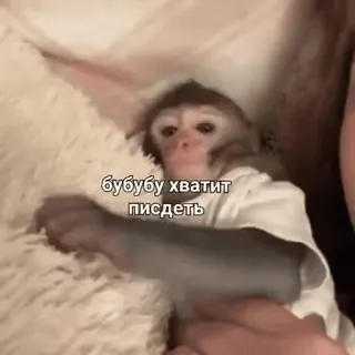 🌟 1577cf86 бубубу хватит пиздеть scimmia, offensivo, russo, testo, meme, animale telegram sticker