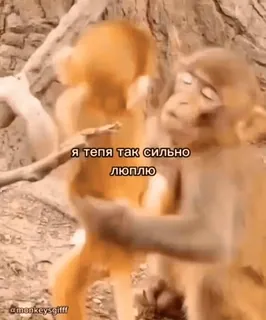 🌟 465dedfc Я ТЕПЯ ТАК СИЛЬНО ЛЮПЛЮ scimmie, animali, amore, affetto, primate, carino, divertente telegram sticker