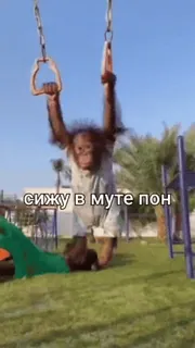 🌟 582bf357 сижу в муте пон scimmia, parco giochi, altalena, animale, all'aperto telegram sticker