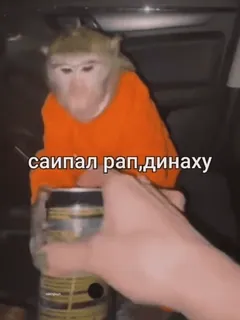 🌟 6cf6fb5a саипал рап,динаху scimmia, offensivo, testo, russo telegram sticker