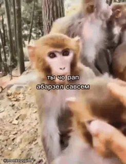 🌟 73f93d65 ты чо рап
абарзел савсем scimmia, animale, foresta, fauna selvatica, primate telegram sticker