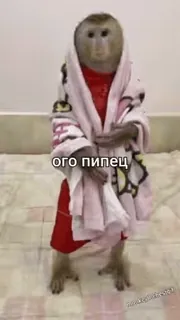 🌟 8ad259bb ого пипец scimmia, asciugamano, carino, animale, divertente, accappatoio telegram sticker