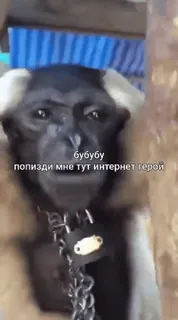 🌟 8f2dd46c бубубу
попизди мне тут интернет герой scimmia, animale, meme, gibbone telegram sticker