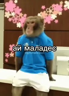 🌟 9e47fe0c ай молодес scimmia, animali, meme di internet, lingua russa, abbigliamento telegram sticker
