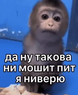 бибизяни [@zrklff] telegram stickers