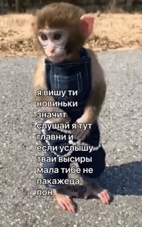 бибизяни [@zrklff] telegram stickers