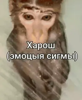 бибизяни [@zrklff] telegram stickers