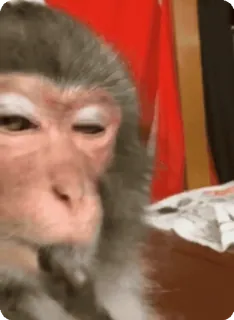 🌟 311d175d khỉ, meme, động vật, hài hước, tự mãn, đang suy nghĩ telegram sticker