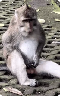 🌟 454d6453 khỉ, động vật, động vật hoang dã, linh trưởng telegram sticker