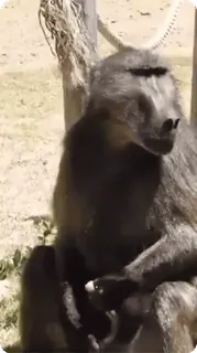 🌟 70bf7c50 động vật, linh trưởng, khỉ đầu chó, khỉ telegram sticker