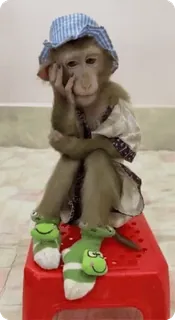 🌟 8cadeda5 khỉ, ngồi, mũ, quần áo, động vật telegram sticker