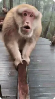 🌟 9441ffb8 khỉ, động vật, sốc, vượn, động vật hoang dã telegram sticker