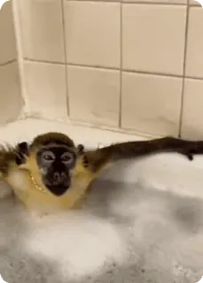 🌟 da2275b6 khỉ, tắm, bọt, động vật, dây chuyền vàng telegram sticker