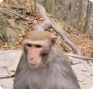 🌟 ea584bbe động vật, khỉ, động vật hoang dã, thiên nhiên telegram sticker