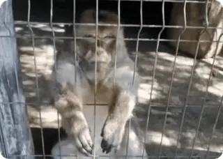 🌟 ecda7768 khỉ, động vật, lồng telegram sticker