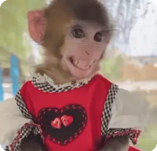 🌟 fc3b3dba khỉ, động vật, váy đỏ, dễ thương, trái tim, động vật có vú telegram sticker