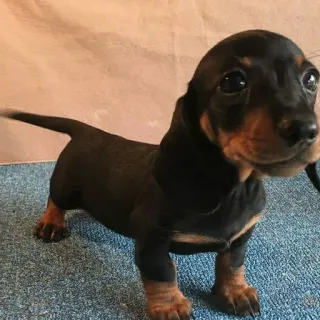 🐱 0303ed8c cane, cucciolo, carino, bassotto, animale telegram sticker