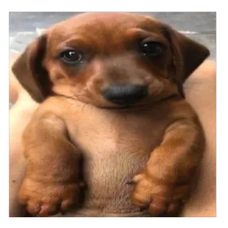 🫥 0ab7b85c cane, cucciolo, bassotto, carino, animale domestico, animale telegram sticker