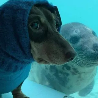 bichanos 🐱 telegram stickers