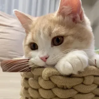 bichanos 🐱 whatsapp stickers