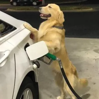 bichanos 🐱 telegram stickers