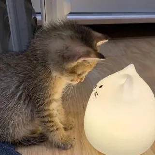 bichanos 🐱 whatsapp stickers