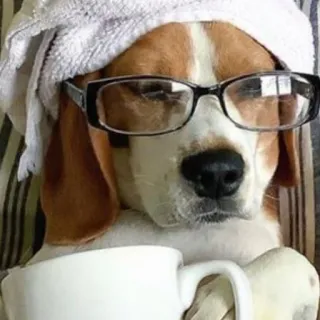 bichanos 🐱 whatsapp stickers