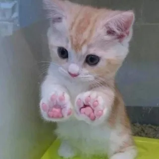 bichanos 🐱 telegram stickers