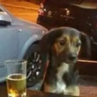 🐱 983b8018 cane, alcol, bere, birra, triste telegram sticker