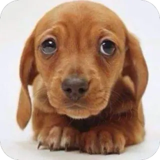 🫥 9d3475ae cane, cucciolo, carino, animale, animale domestico, triste telegram sticker