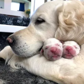 bichanos 🐱 telegram stickers