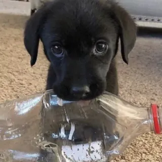 🐱 bb087311 cane, cucciolo, labrador, bottiglia, carino, animale domestico, animale telegram sticker