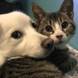 🐱 d3d1f00f gatto, cane, animali, amici, carino telegram sticker