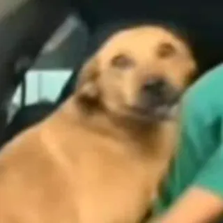 🐱 ea684325 cane, animale domestico, animale, golden retriever, mammifero telegram sticker