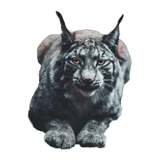 Bichos whatsapp stickers