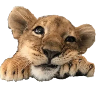 🥺 153d4cf0 ลูกสิงโต, สัตว์, น่ารัก, สิงโตน้อย, สิงโต, สัตว์ป่า whatsapp sticker