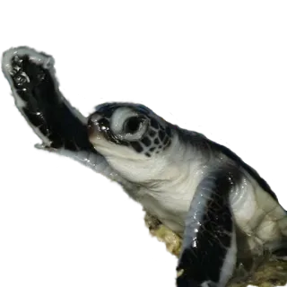 🙏 158e2ba3 เต่า, เต่าทะเล, สัตว์, สัตว์เลื้อยคลาน, ทะเล, สัตว์ป่า whatsapp sticker