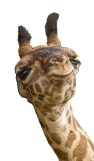 🕵️‍♀️ 17664e87 ยีราฟ, สัตว์, สัตว์เลี้ยงลูกด้วยนม, คอยาว, สัตว์ป่า, ซาฟารี whatsapp sticker