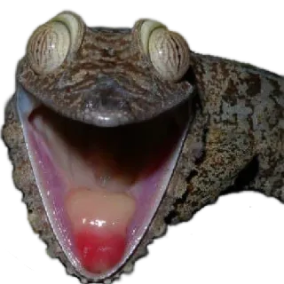 Bichos whatsapp stickers