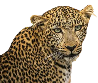 Bichos whatsapp stickers