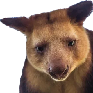 😒 26ab1e7e จิงโจ้ต้นไม้, สัตว์, สัตว์มีกระเป๋าหน้าท้อง, สัตว์ป่า whatsapp sticker