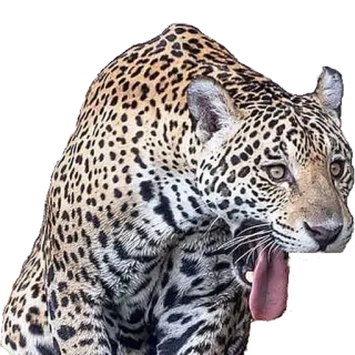 Bichos whatsapp stickers