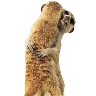 Bichos whatsapp stickers