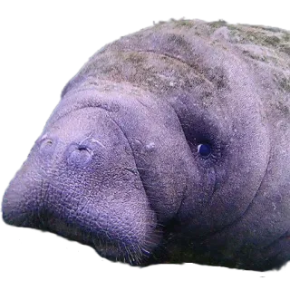 😳 4743c015 มานาที, วัวทะเล, สัตว์เลี้ยงลูกด้วยนมในทะเล, สัตว์, สัตว์ป่า, ฟลอริดา whatsapp sticker