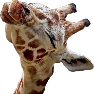 😊 549da62c ยีราฟ, สัตว์, สัตว์ป่า, ซาฟารี, สวนสัตว์, ธรรมชาติ whatsapp sticker