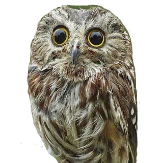 😶 5547f7ea นกฮูก, นก, สัตว์, สัตว์ป่า, ดวงตา, ธรรมชาติ whatsapp sticker